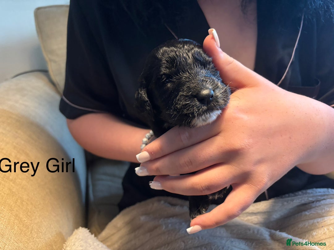 Goldendoodle dogs for sale: 12 Stunning Goldendoodles - Image 9