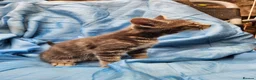 Mixed Breed cats for sale: Beautiful litter of mixed kittens  in Harpenden - Advert 6