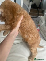 Labradoodle dogs - Advert 1