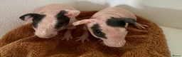 Guinea Pig rodents for sale: Beautiful Skinny Guinea Pig Sows  - Advert 1