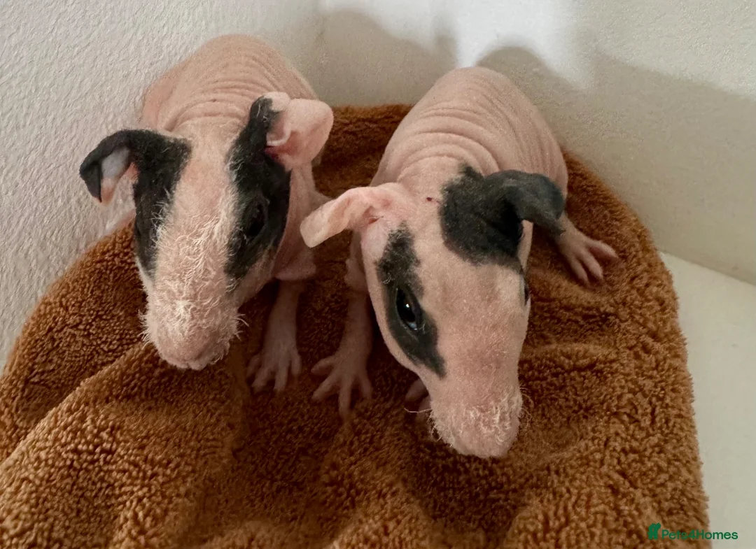 Guinea Pig rodents for sale: Beautiful Skinny Guinea Pig Sows  - Advert 1