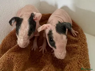 Guinea Pig rodents Beautiful Skinny Guinea Pig Sows - Advert 1