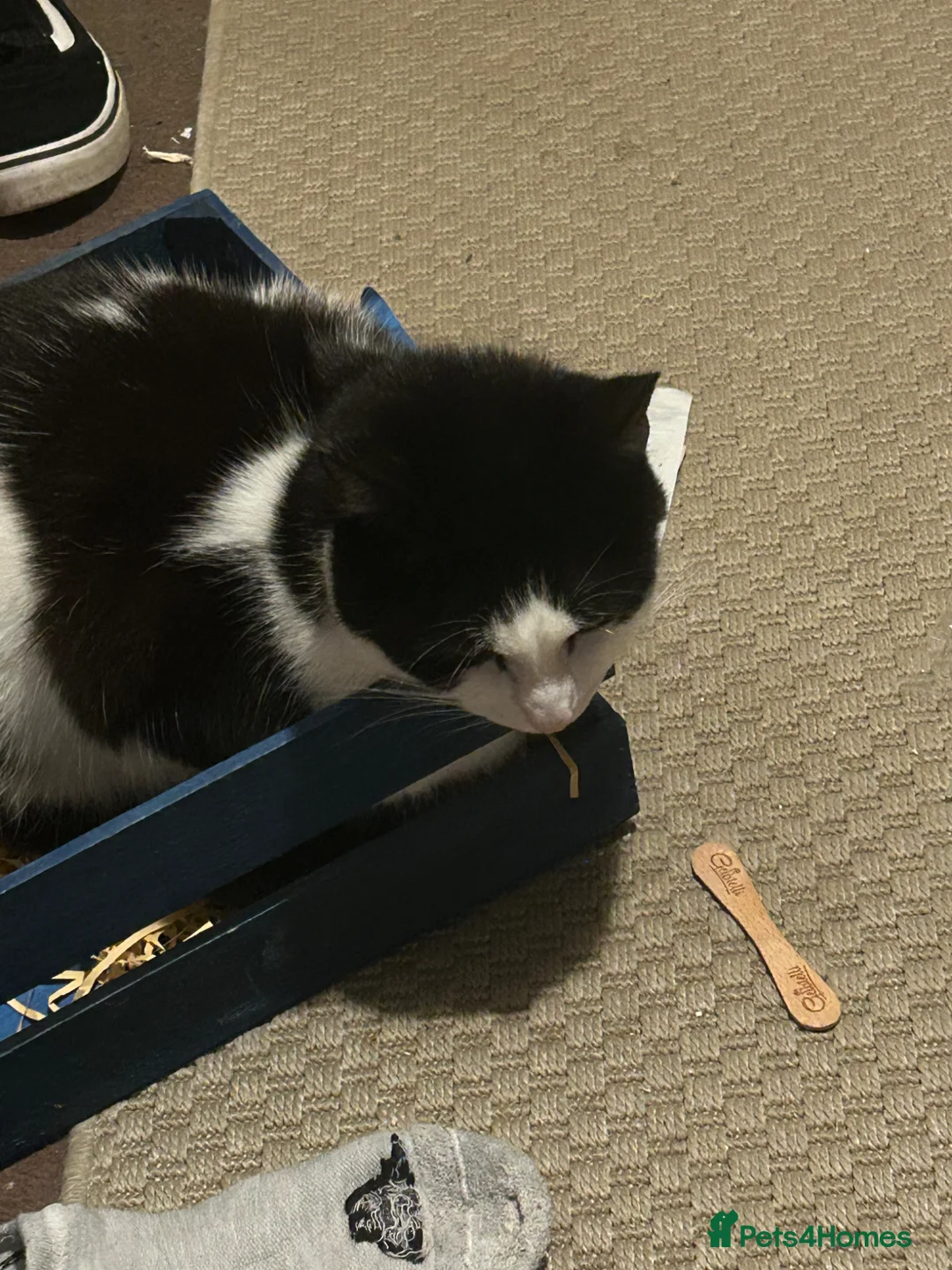 Mixed Breed cats for sale: Frankie and Oreo  - Advert 3