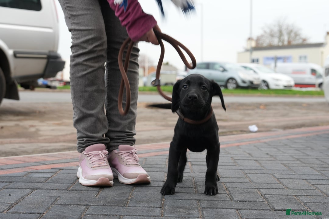 Labrador Retriever dogs for sale: Labrador puppies 2 male black KC reg - Image 16