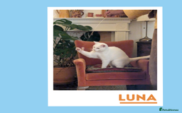 Mixed Breed cats for adoption: Luna is a VIP - Image 4