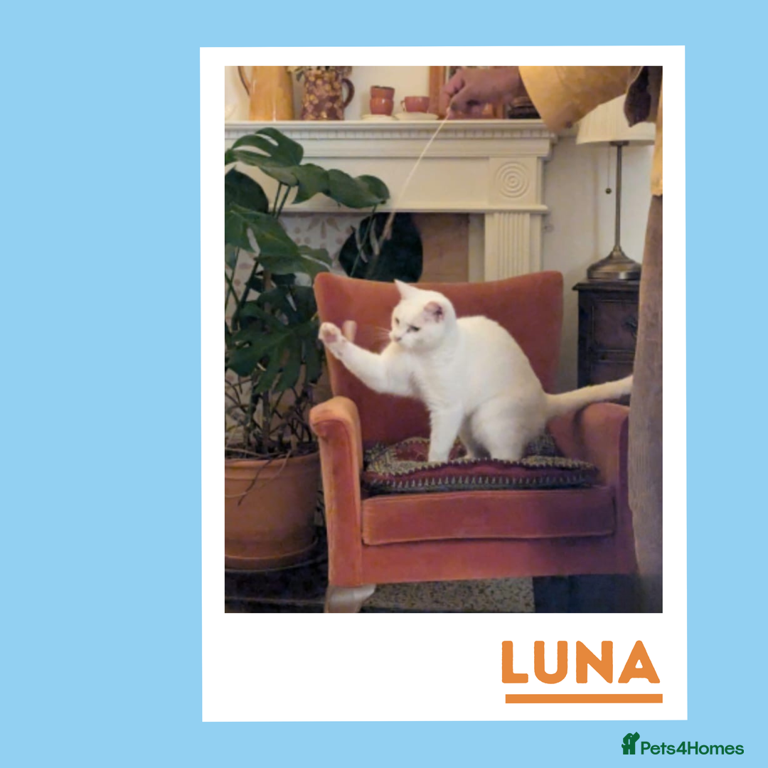 Mixed Breed cats for adoption: Luna is a VIP - Image 4