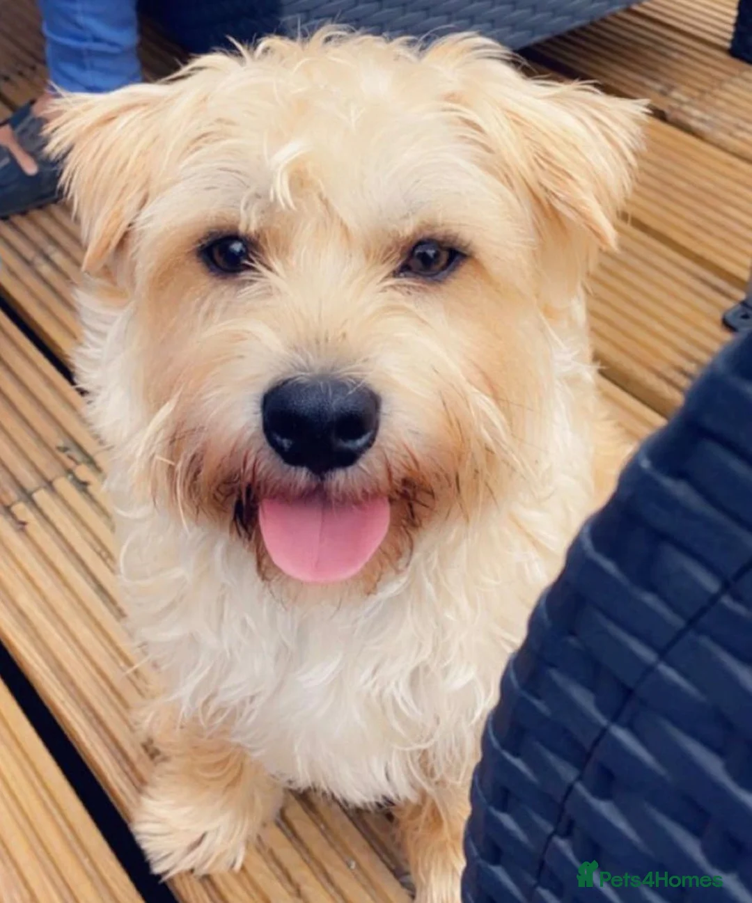Mixed Breed dogs for adoption: 🐾💛 CAESAR – The Little Boy with a Big Heart 💛🐾 in Nottingham - Advert 4