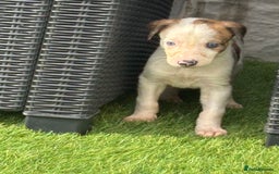Lurcher dogs for sale: ‼️ collie greyhound puppies ‼️ - Image 9