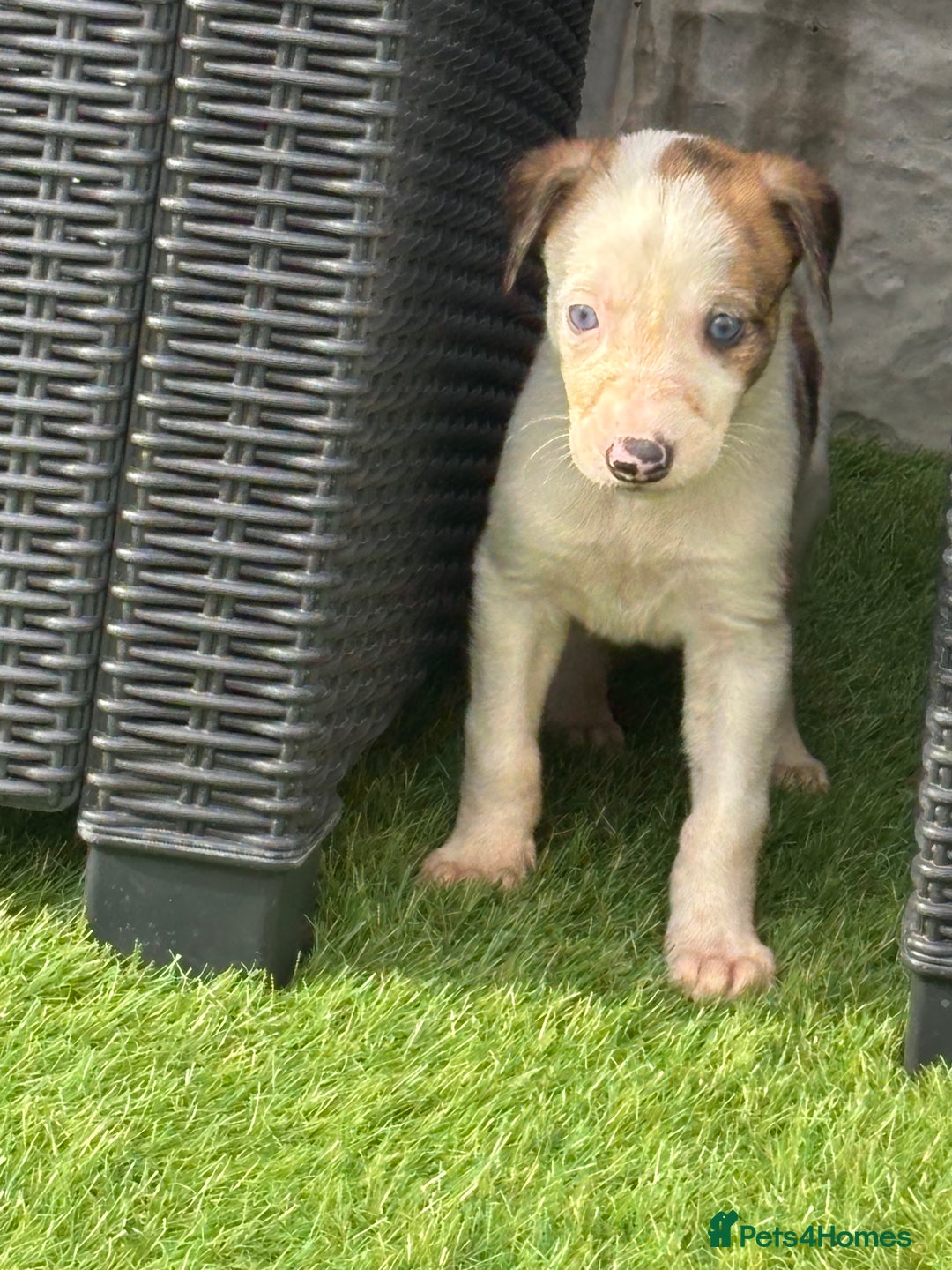 Lurcher dogs for sale: ‼️ collie greyhound puppies ‼️ - Image 9