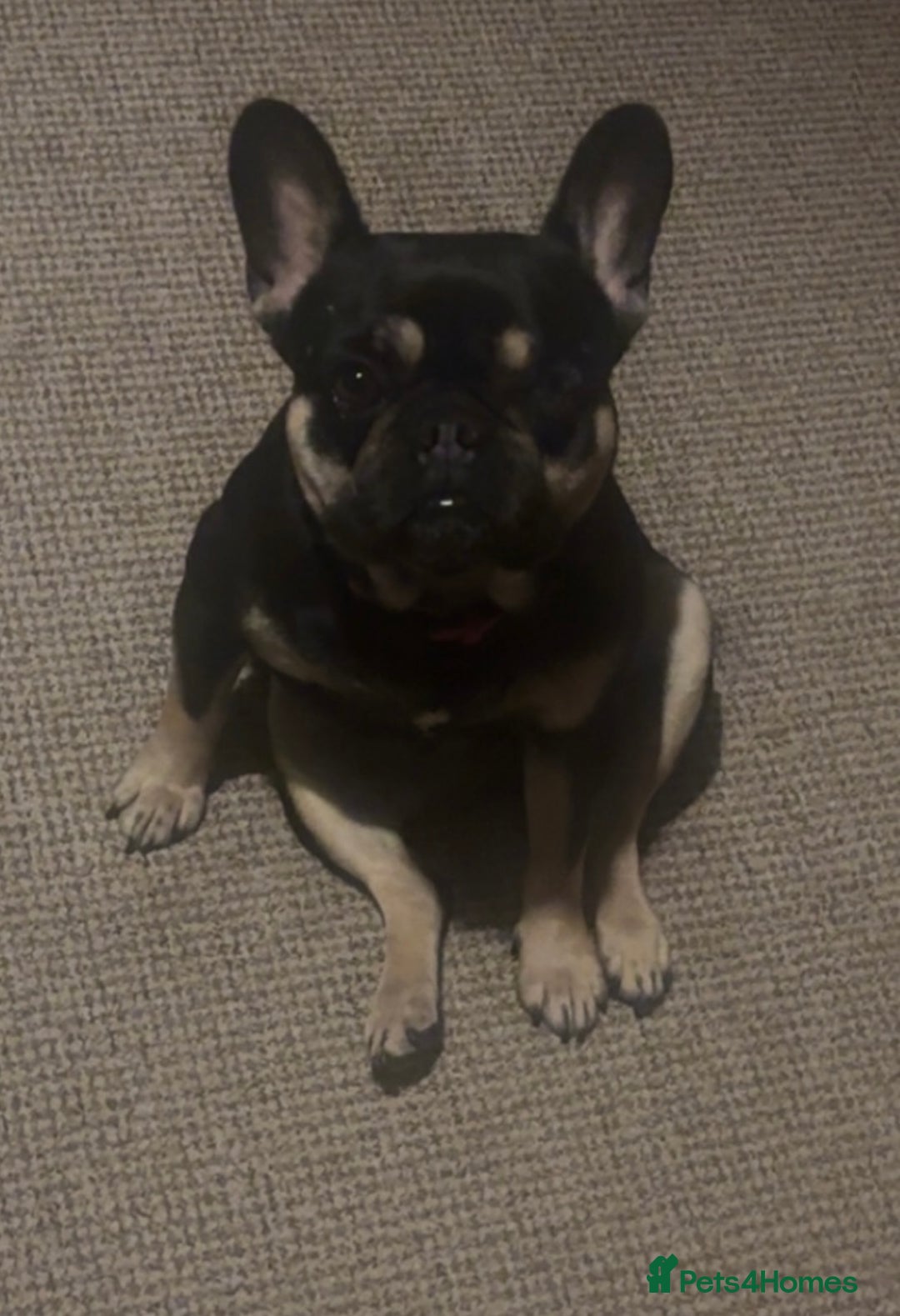 French Bulldog dogs for sale: Lunarya - Loving 4-Year-Old French Bulldog  - Advert 1