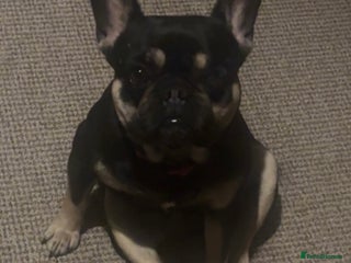 French Bulldog dogs for sale: Lunarya - Loving 4-Year-Old French Bulldog - Advert 1