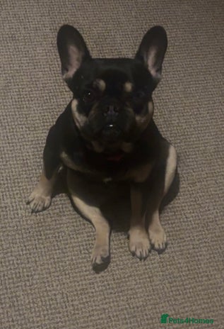 French Bulldog dogs Lunarya - Loving 4-Year-Old French Bulldog - Advert 16