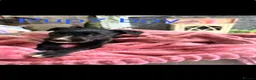 Mixed Breed dogs for sale: Lurcher pups  - Advert 8