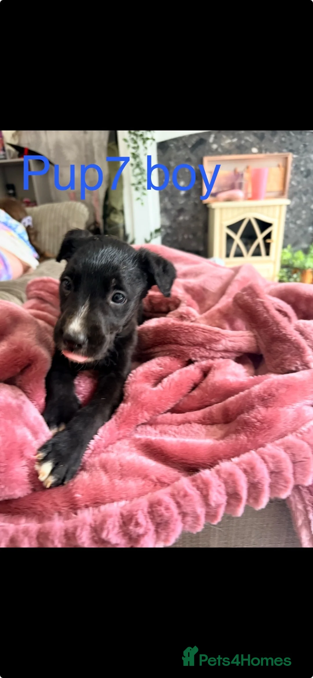 Mixed Breed dogs for sale: Lurcher pups  - Advert 8