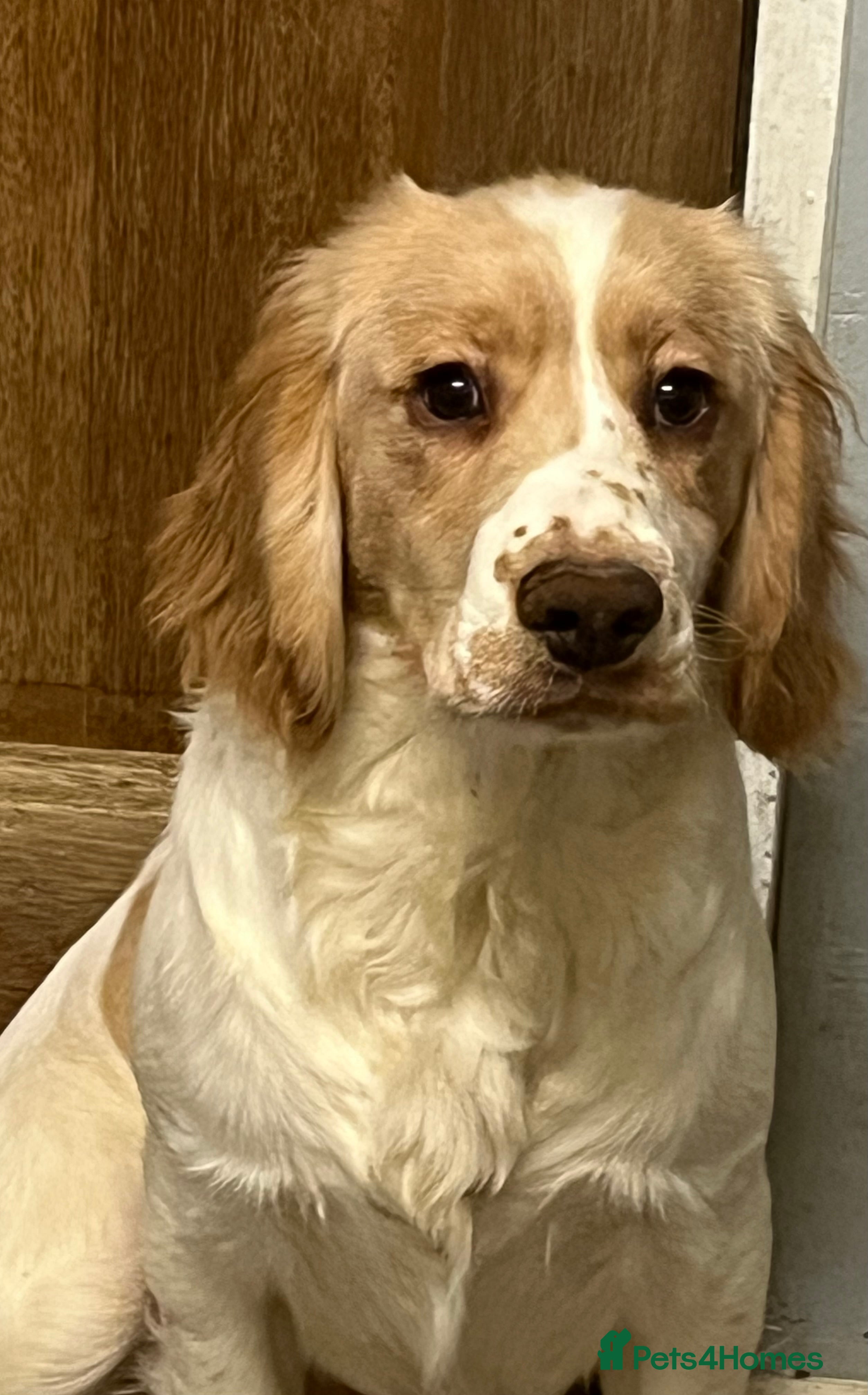 Cocker Spaniel dogs Working Cocker Spaniels - Advert 17