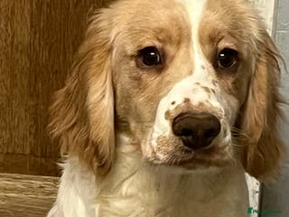 Cocker Spaniel dogs Working Cocker Spaniels - Advert 12