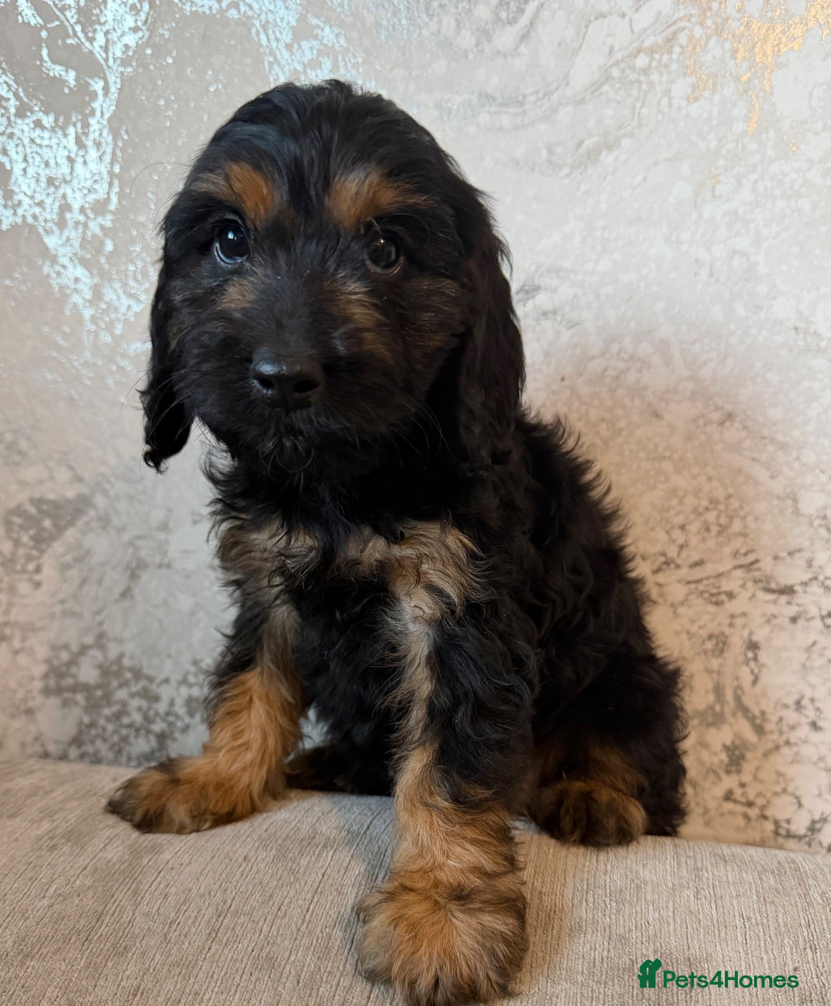Cockapoo dogs F1 cockapoo pups  - Advert 2
