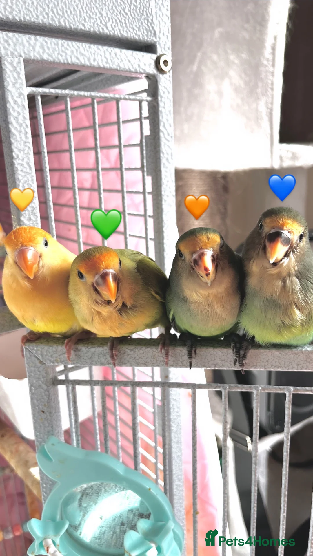 Lovebirds birds for sale: Lovebird in Bristol - Advert 2