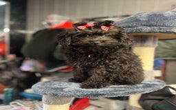 Mixed Breed dogs for sale: Asian toy poodle black boy  - Image 13