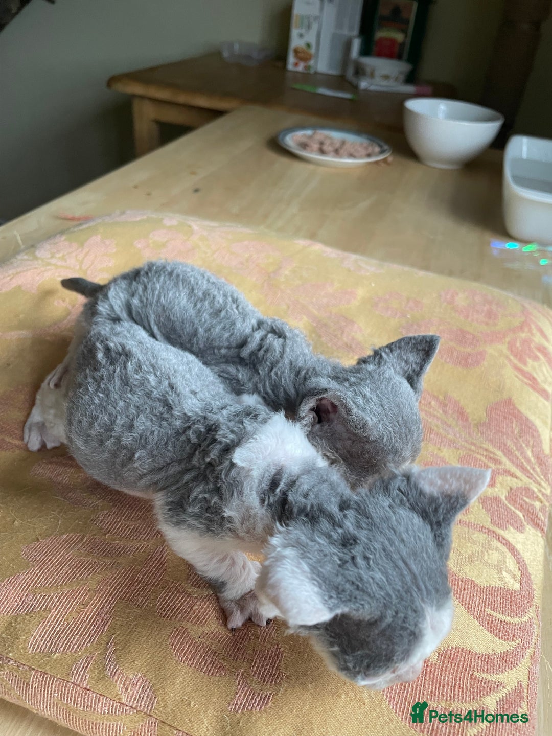 Devon Rex cats for sale: Adorable pure Devon Rex kittens  - Image 24