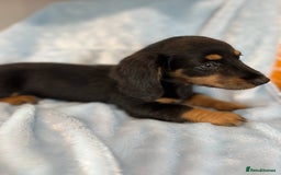 Miniature Dachshund dogs for sale: last female Long hair miniature dachshunds 🐾  - Image 1