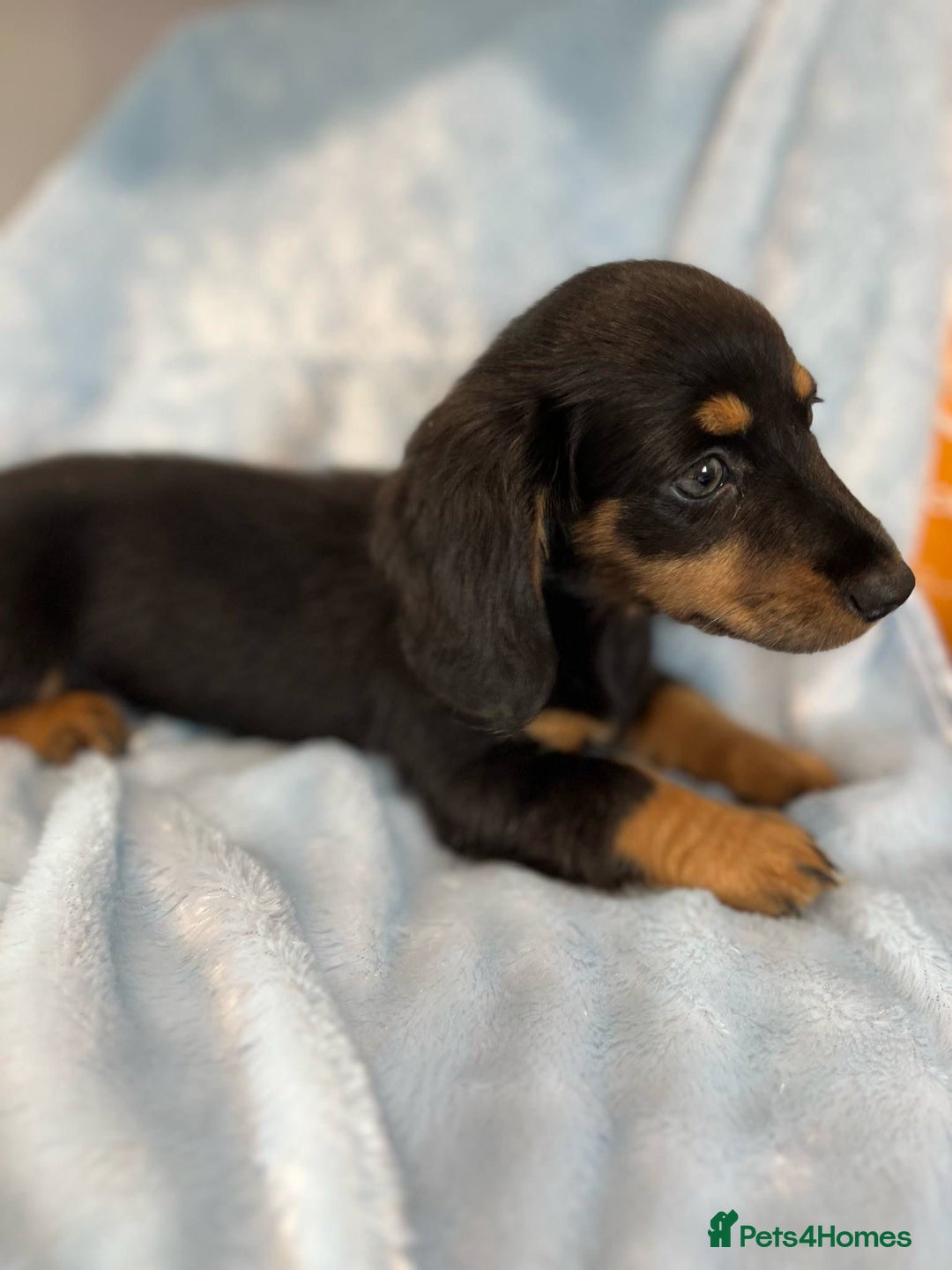 Miniature Dachshund dogs for sale: last female Long hair miniature dachshunds 🐾  - Image 1