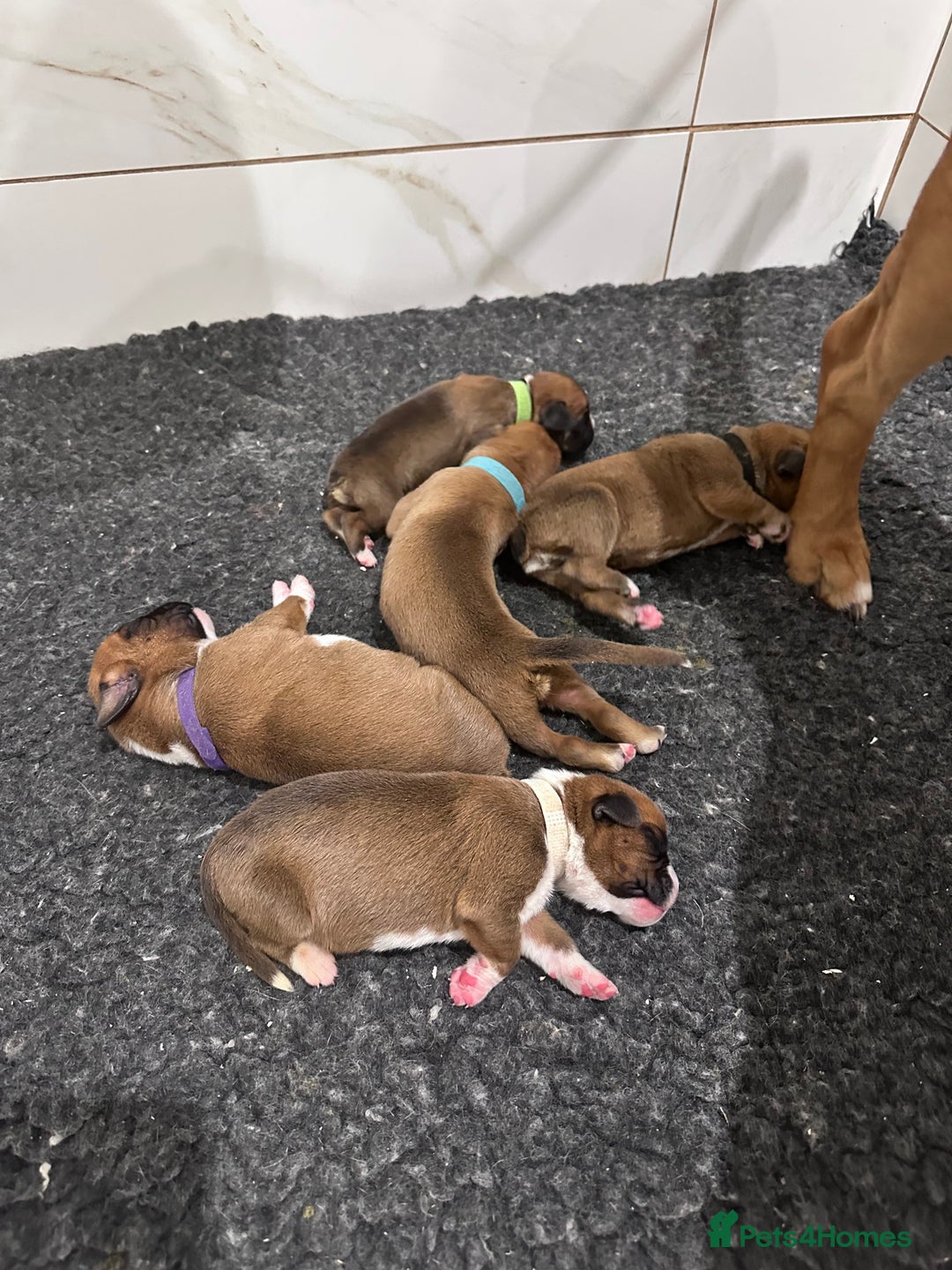 Boxer dogs for sale: Stunning Litter of 5 Boxer Puppies 🐶 - Advert 3