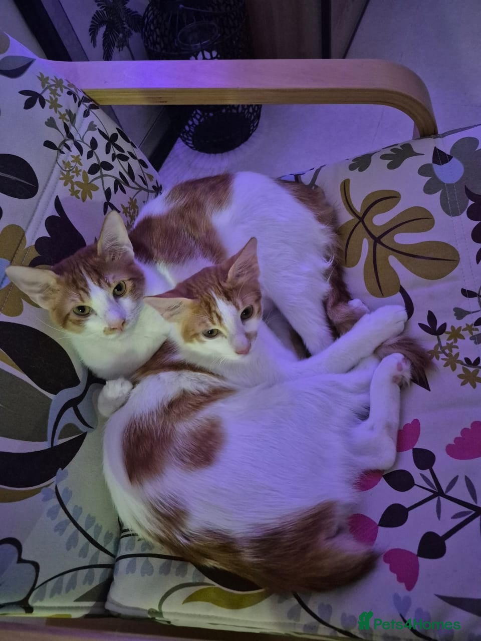 Mixed Breed cats BONDED BROTHERS BOB HARLEY LIKE TO PLAY FETCH  - Advert 1