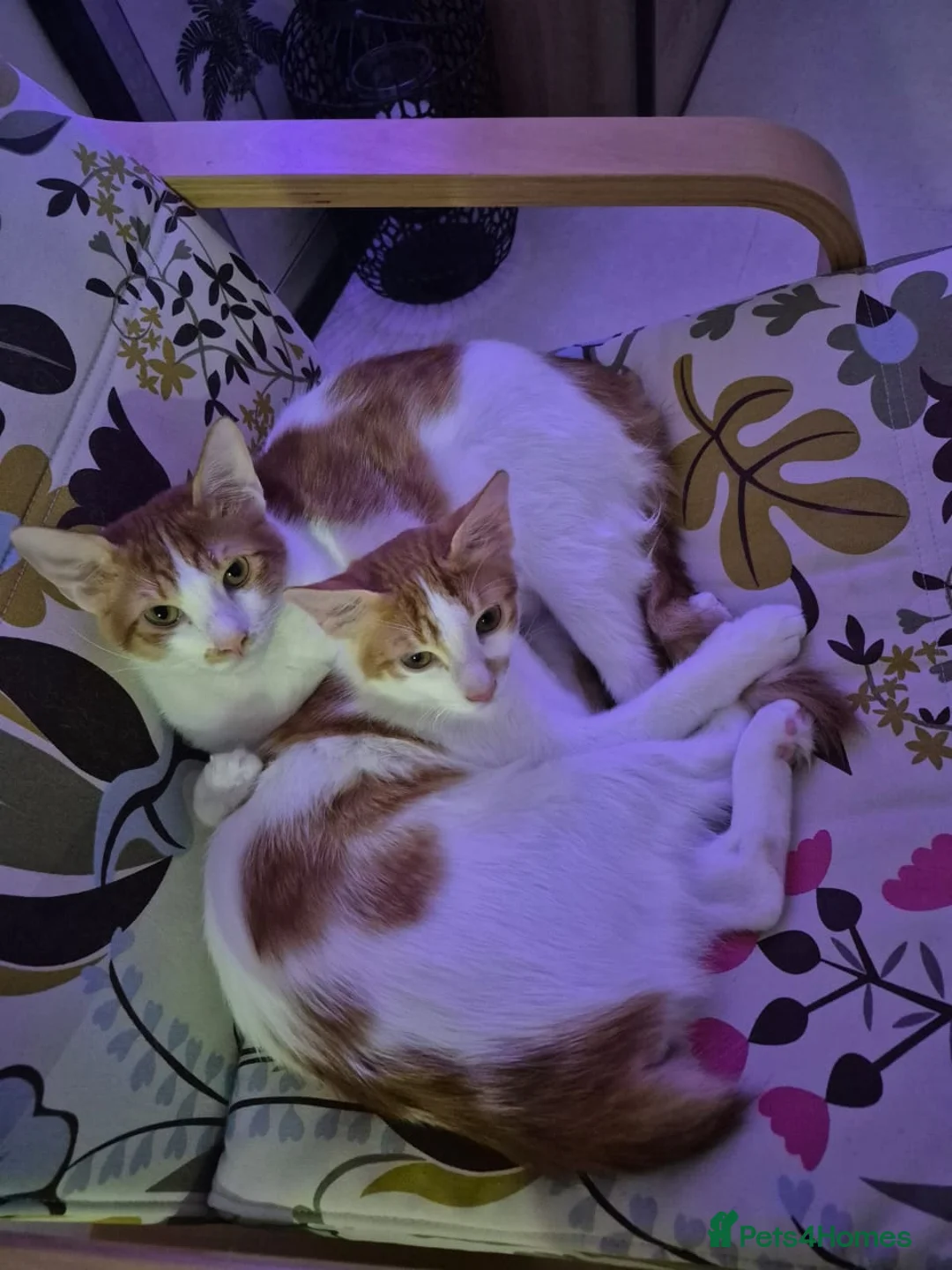 Mixed Breed cats for adoption: BONDED BROTHERS BOB HARLEY LIKE TO PLAY FETCH  - Advert 1