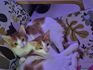 Mixed Breed cats BONDED BROTHERS BOB HARLEY LIKE TO PLAY FETCH - Advert 1