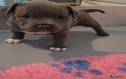 Staffordshire Bull Terrier dogs for sale: Blue Staffordshire Bull Terrier Puppies - Image 11