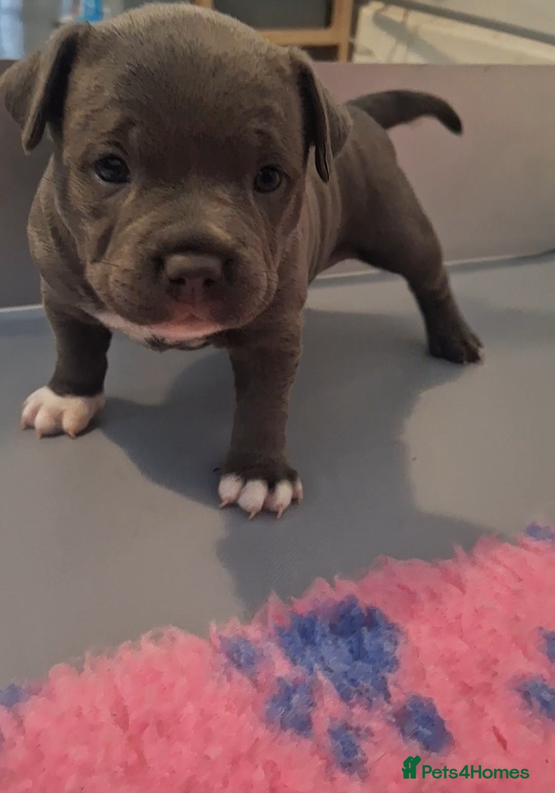 Staffordshire Bull Terrier dogs for sale: Blue Staffordshire Bull Terrier Puppies - Image 11