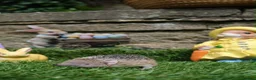 Pygmy Hedgehog rodents for sale: Male & Female Tenrecs with 4ft Vivarium Setup £400 - Advert 2