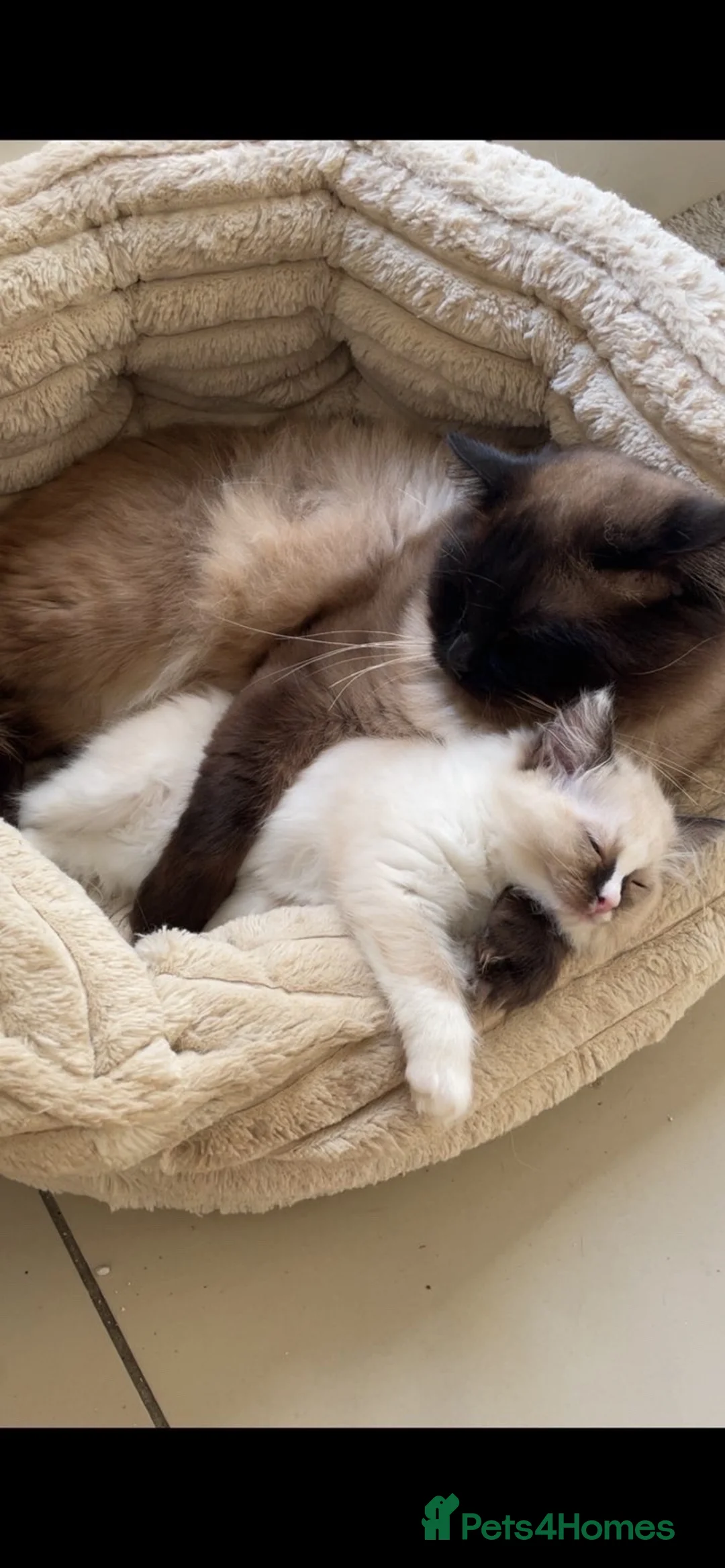 Ragdoll cats for sale: Ragdoll kittens  - Advert 2