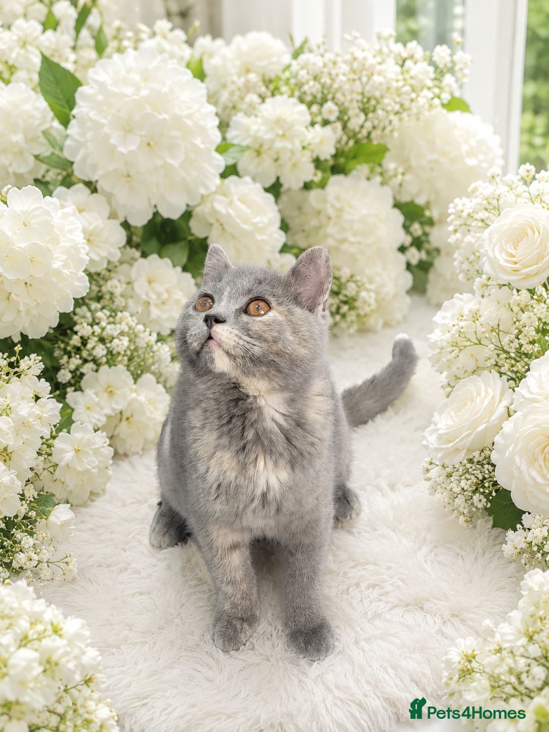British Shorthair cats British short hair gccf registered ready to leave - Advert 6