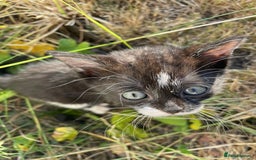 Mixed Breed cats for sale: Four beautiful kittens  - Image 11