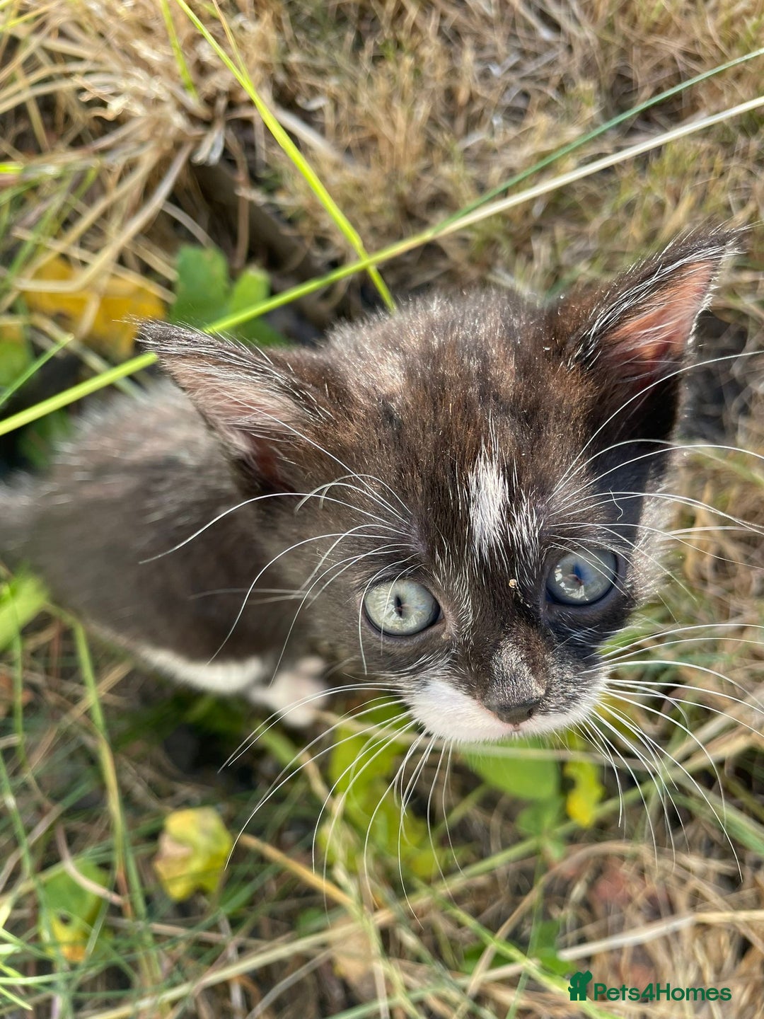 Mixed Breed cats for sale: Four beautiful kittens  - Image 11