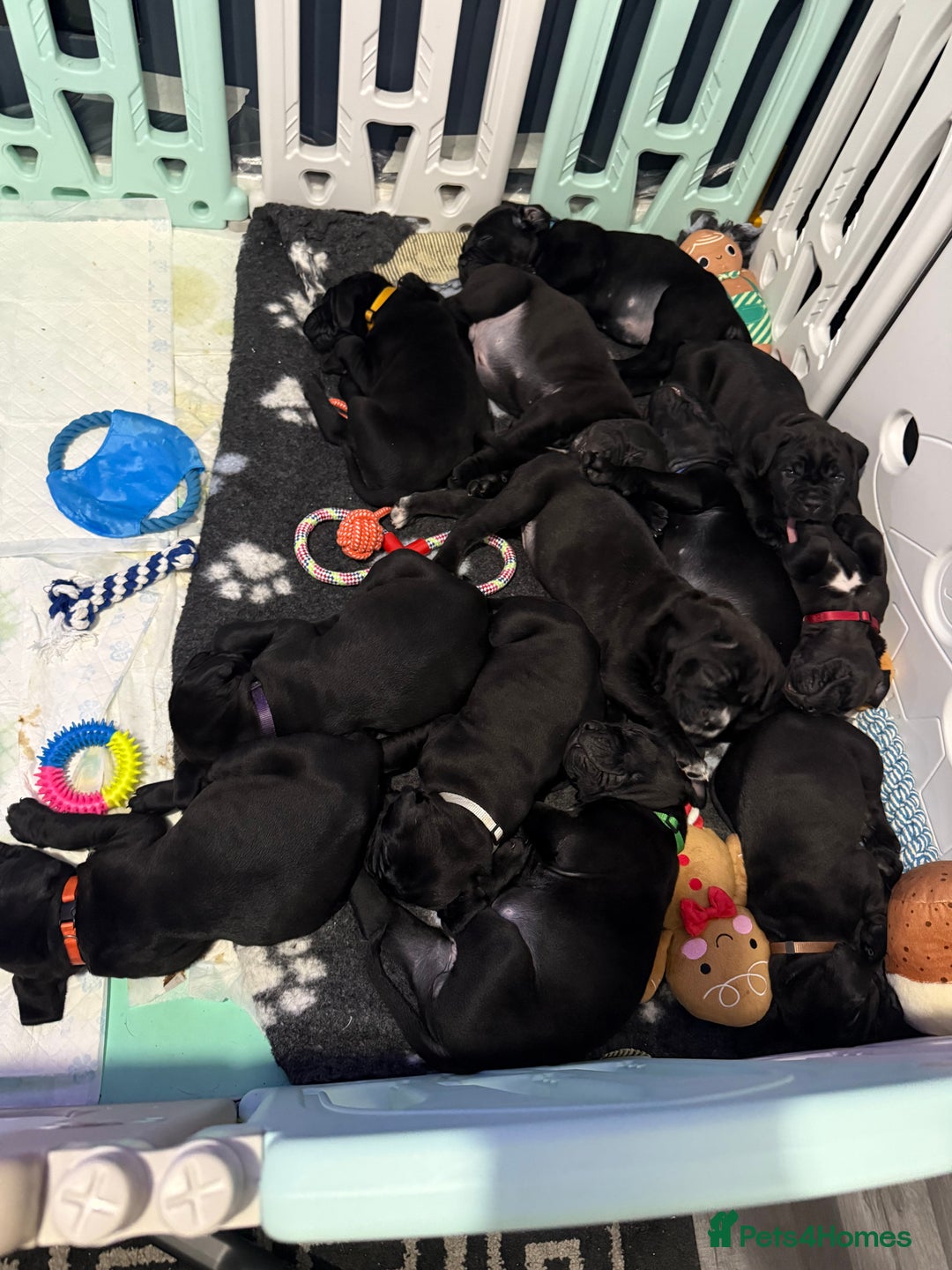 Cane Corso dogs for sale: 12 beautiful cane corso puppies 🐾 - Advert 26