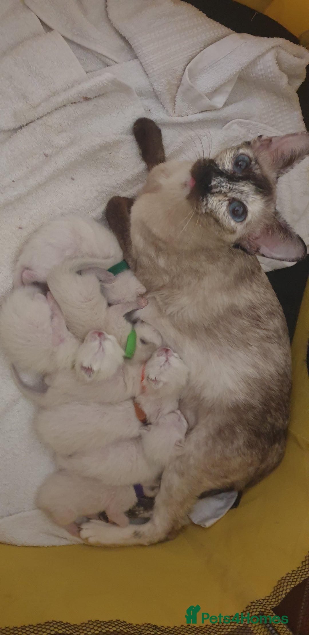 Ragamese cats for sale: Beautiful Ragamese Kittens  - Advert 5