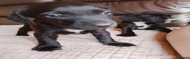 Mixed Breed 7