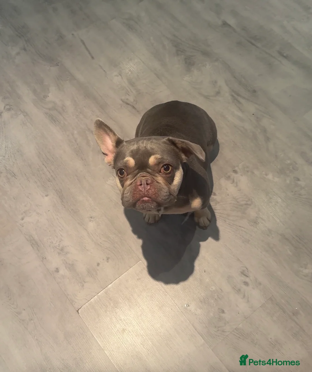 French Bulldog dogs for sale: Beautiful female Blue & tan french bulldog 🐾 - Advert 12