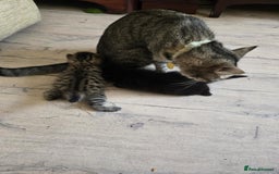 British Shorthair cats for sale: 2 boys cat  - Image 11