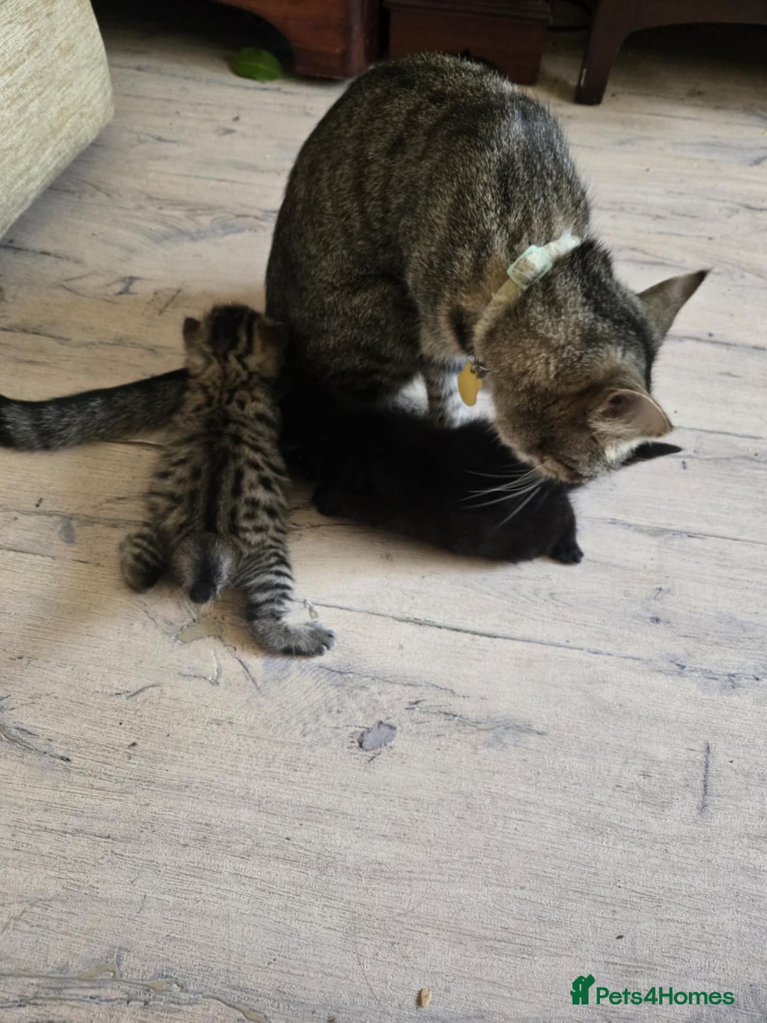 British Shorthair cats for sale: 2 boys cat  - Image 11