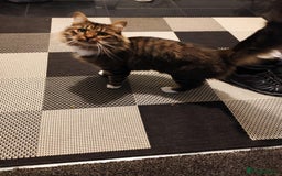 Dwelf cats for sale: I am looking for a good home for a male cat. - Image 3