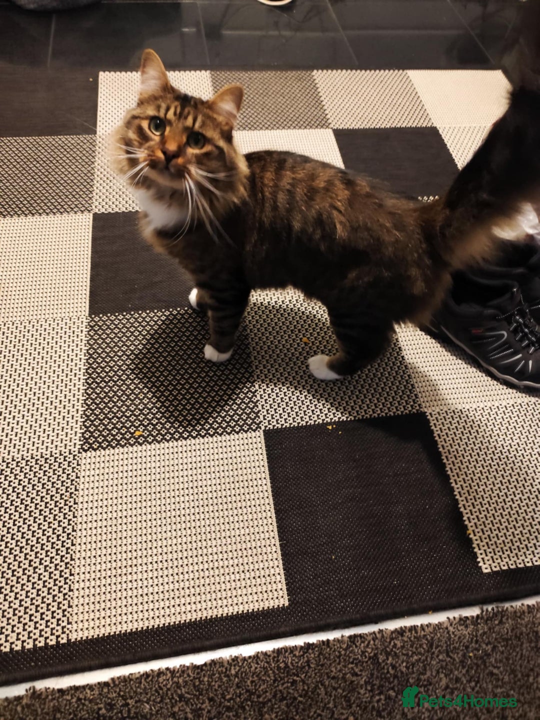 Dwelf cats for sale: I am looking for a good home for a male cat. - Image 3