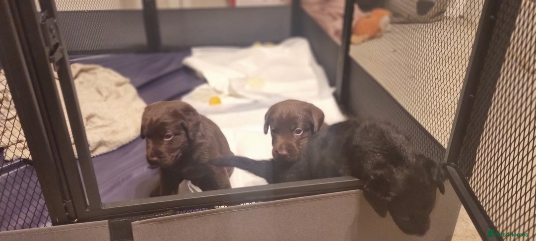 Labradoodle dogs for sale: Gorgeous labrodoodle puppies - Image 2
