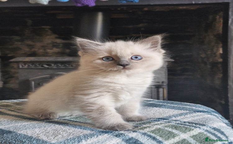 Ragdoll cats - Advert 13