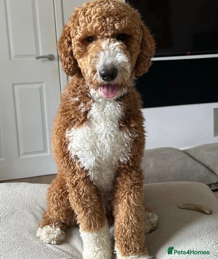 Australian Labradoodle dogs HEALTH TESTED Australian double doodles  - Advert 4