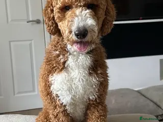 Australian Labradoodle dogs HEALTH TESTED Australian double doodles - Advert 6