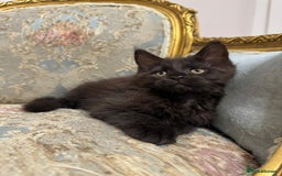 Maine Coon cats for sale: Maine Coon Kittens with Elite Heritage 🌟🌟🌟🌟🌟 - Image 26
